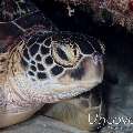 Green Sea Turtle (Chelonia mydas), photo taken in Maldives, Male Atoll, North Male Atoll, One Palm Beach