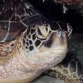 Green Sea Turtle (Chelonia Mydas)