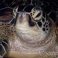 Green Sea Turtle (Chelonia Mydas)