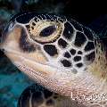 Green Sea Turtle (Chelonia mydas), photo taken in Maldives, Male Atoll, North Male Atoll, One Palm Beach