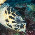 Hawksbill Sea Turtle (Eretmochelys Imbricata)