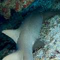 Tawny Nurse Shark (Nebrius Ferrugineus)