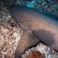 Tawny Nurse Shark (Nebrius Ferrugineus)