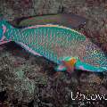 Parrotfish, photo taken in Maldives, Male Atoll, North Male Atoll, HP Reef