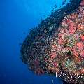 Coral, photo taken in Maldives, Male Atoll, North Male Atoll, HP Reef