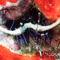 Lobster, photo taken in Maldives, Male Atoll, North Male Atoll, HP Reef