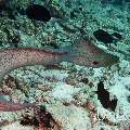 Giant Moray (Gymnothorax javanicus), photo taken in Maldives, Male Atoll, North Male Atoll, HP Reef