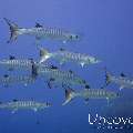 Blackfin Barracuda (Sphyraena qenie)