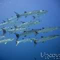 Blackfin Barracuda (Sphyraena qenie), photo taken in Maldives, Male Atoll, North Male Atoll, HP Reef