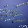 Blackfin Barracuda (Sphyraena qenie), photo taken in Maldives, Male Atoll, North Male Atoll, HP Reef