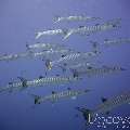 Blackfin Barracuda (Sphyraena qenie), photo taken in Maldives, Male Atoll, North Male Atoll, HP Reef