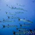 Blackfin Barracuda (Sphyraena qenie), photo taken in Maldives, Male Atoll, North Male Atoll, HP Reef