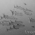 Blackfin Barracuda (Sphyraena qenie), photo taken in Maldives, Male Atoll, North Male Atoll, HP Reef