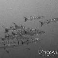 Blackfin Barracuda (Sphyraena qenie), photo taken in Maldives, Male Atoll, North Male Atoll, HP Reef