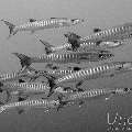 Blackfin Barracuda (Sphyraena qenie), photo taken in Maldives, Male Atoll, North Male Atoll, HP Reef