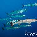 Blackfin Barracuda (Sphyraena qenie), photo taken in Maldives, Male Atoll, North Male Atoll, HP Reef