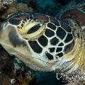 Green Sea Turtle (Chelonia mydas), photo taken in Maldives, Male Atoll, North Male Atoll, Lankan Fushi