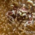Spotted porcelain crab (Neopetrolisthes maculatus), photo taken in Maldives, Male Atoll, North Male Atoll, Huduveli