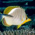 Yellowhead Butterflyfish (Chaetodon xanthocephalus)