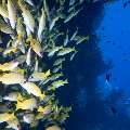 Bluestripe Snapper (Lutjanus Kasmira)