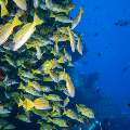 Bluestripe Snapper (Lutjanus Kasmira)