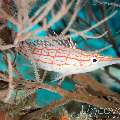 Longnose Hawkfish (Oxycirrhites Typus)