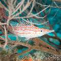 Longnose Hawkfish (Oxycirrhites Typus)