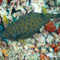 Yellow Boxfish (Ostracion Cubicus)