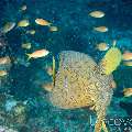 Yellow Boxfish (Ostracion Cubicus)