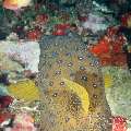 Yellow Boxfish (Ostracion Cubicus)