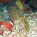 Yellow Boxfish (Ostracion Cubicus)