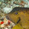 Yellow Boxfish (Ostracion Cubicus)