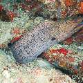 Giant Moray (Gymnothorax Javanicus)