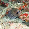 Giant Moray (Gymnothorax Javanicus)