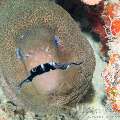 Giant Moray (Gymnothorax Javanicus)