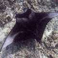 Manta Ray (Manta Alfredi)