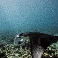 Manta Ray (Manta Alfredi)