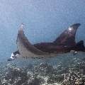 Manta Ray (Manta Alfredi)