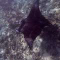 Manta Ray (Manta Alfredi)