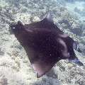 Manta Ray (Manta Alfredi)