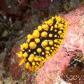 Nudibranch (Phyllidia Ocellata)