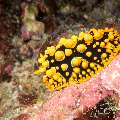 Nudibranch (Phyllidia Ocellata)