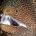 Whitemouth Moray (Gymnothorax Meleagris)