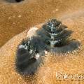 Christmas Tree Worm (Spirobranchus sp.)
