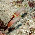 Fire Dartfish (Nemateleotris magnifica)
