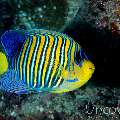 Royal Angelfish (Pygoplites Diacanthus)