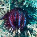 Crown Of Thorns Sea Star (Acanthaster Planci)