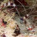Banded Coral Shrimp (Stenopus hispidus), photo taken in Maldives, Male Atoll, North Male Atoll, Kuda Giri