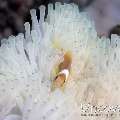 Anemonefish