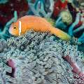 Maldives Anemonfish (Amphiprion Nigripes)